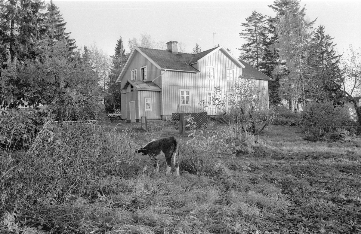 Mangårdsbyggnad, Gamla Uppsala 8:50, Bredåker, Gamla Uppsala socken, Uppland 1978