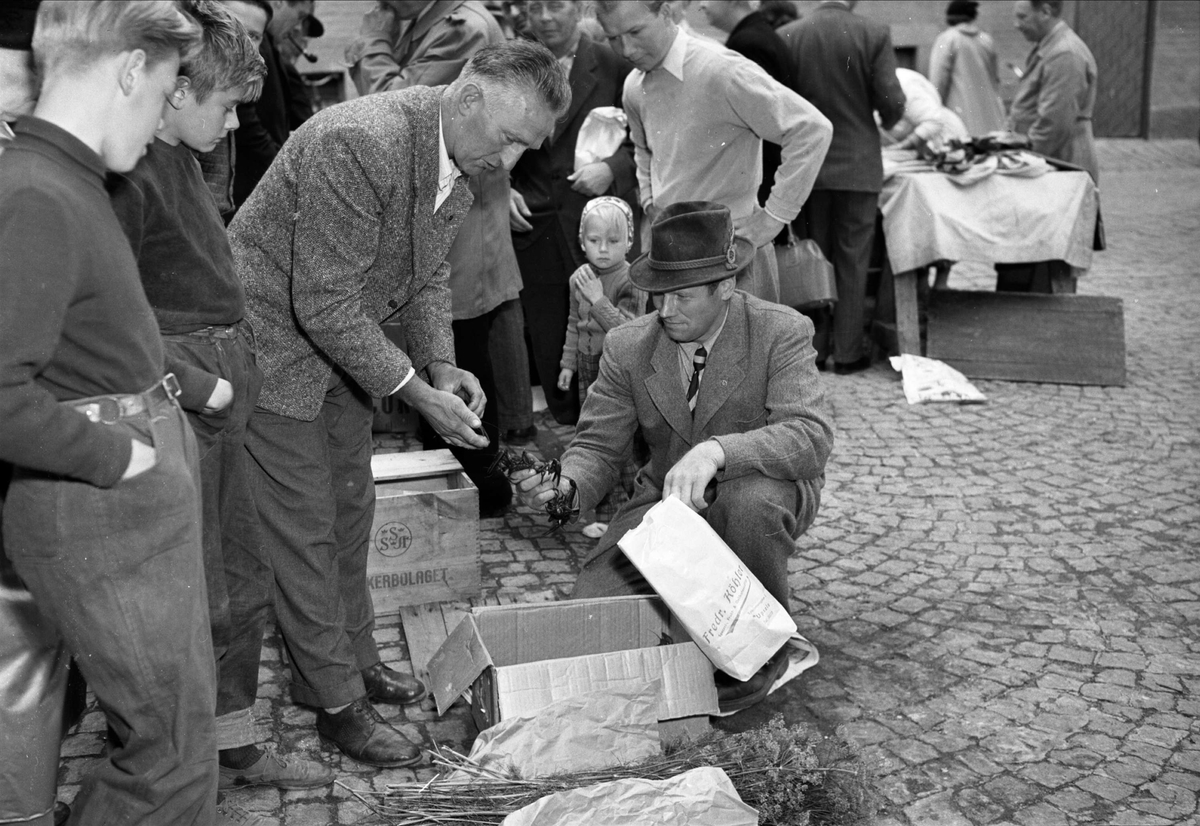 Försäljning av kräftor, sannolikt i Uppsala, 1953