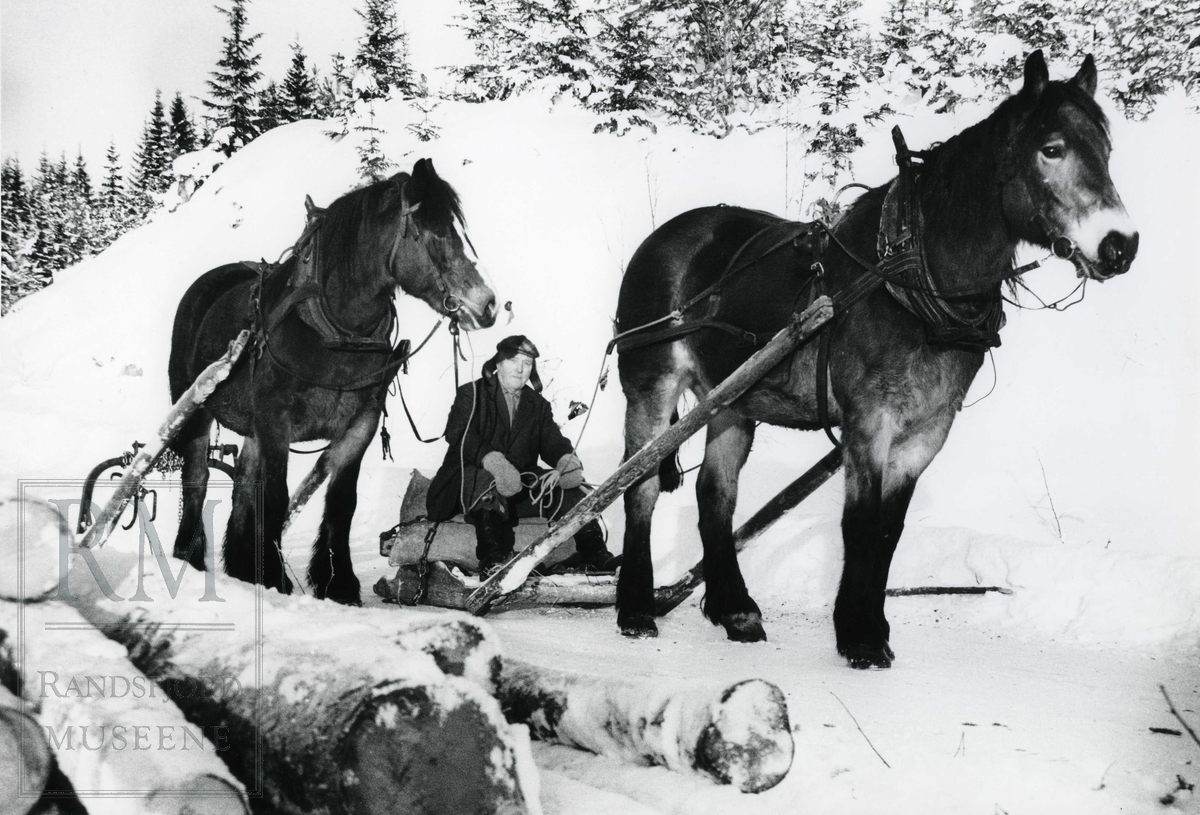 Iver Braaum kjører tømmer med hest.