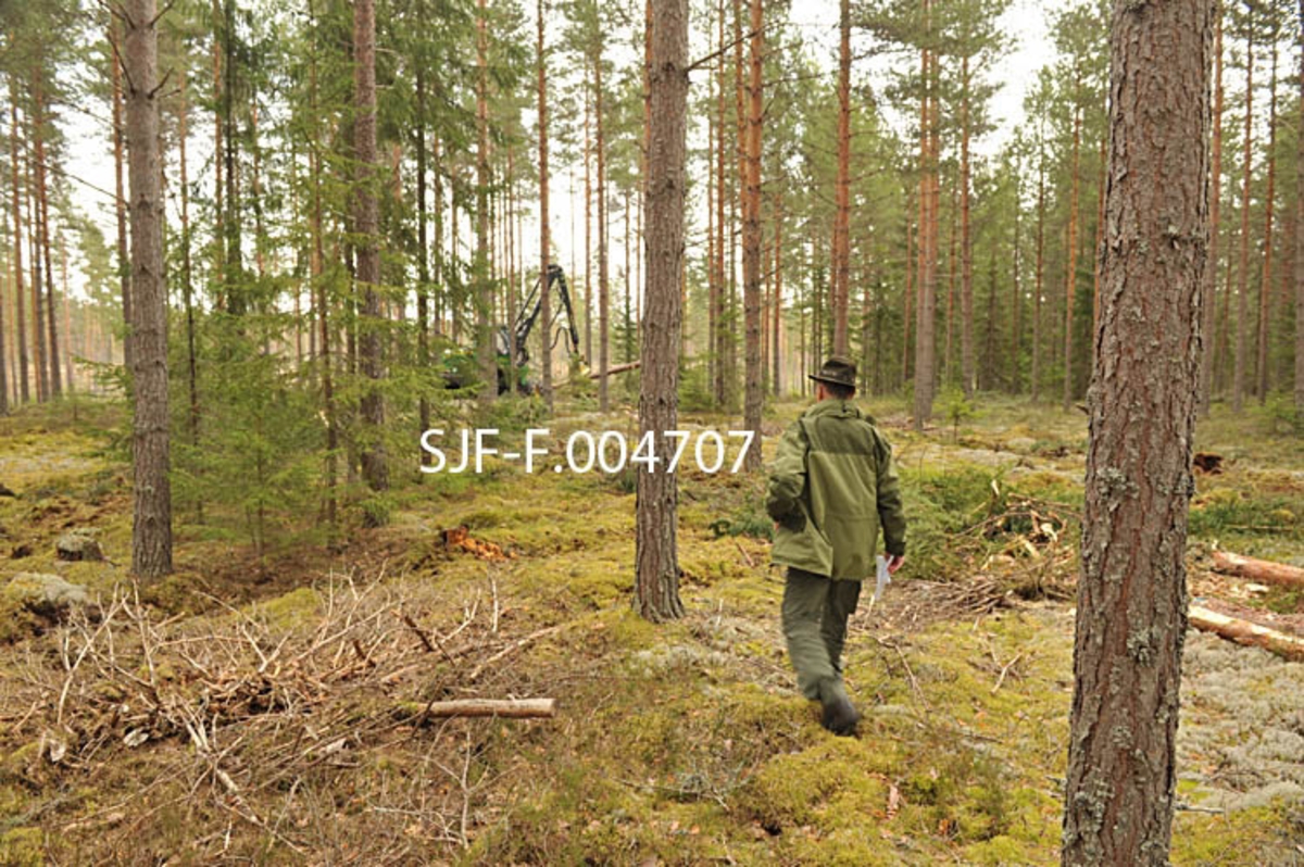 Forstmann Halvor Svenkerud i forbindelse med dokumentasjonsprosjekt i Sormerudskogen i Elverum. 

Norsk Skogmuseum har dokumentert skogskader etter stormen Dagmar som herjet i romjula 2011. Opprydningsarbeidet foregikk fortsatt i mai 2012, da Norsk Skogmuseum dokumenterte dette arbeidet. 