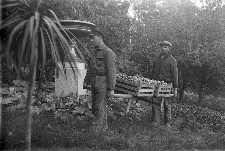 Två män hanterar äppleskörden på handelsträdgården i Ramdalen