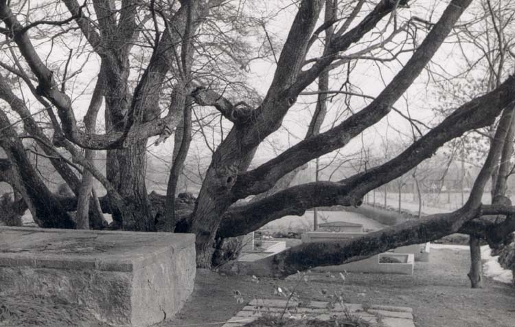 "Torslanda."
"Den 9-stammiga linden på Torslanda kyrkogård. 30 mars 1956."