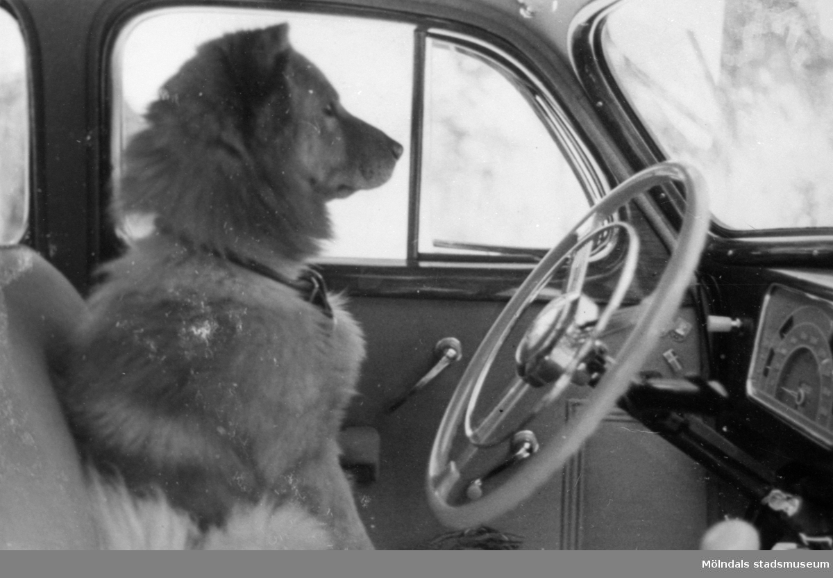 En relativt stor hund (familjen von Kanitzs) sitter bakom ratten i framsätet på en bil, 1930-tal. Bilden kommer från ett av Gunnebo slotts fotoalbum.