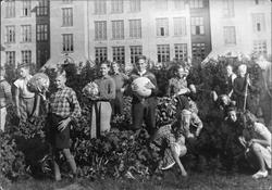 Mange elever i skolehaven på Volla skole med selvdyrkede grø