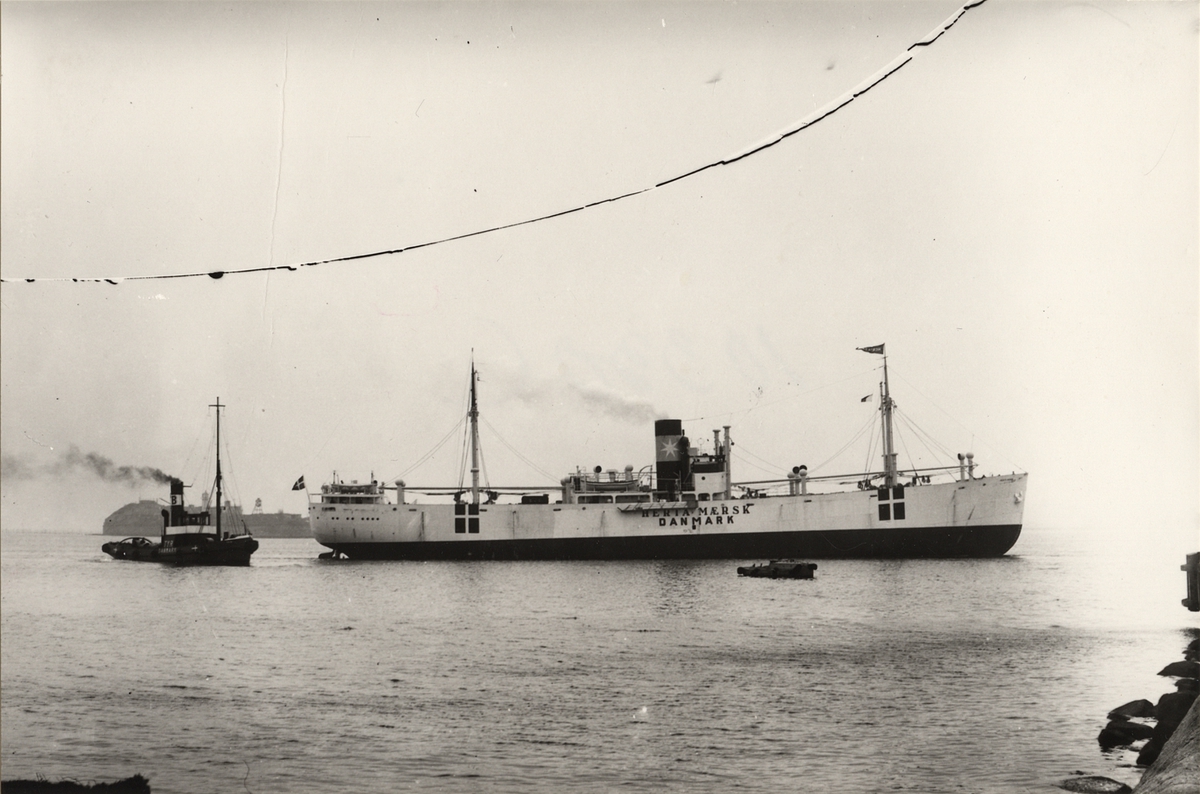 Foto isvartvitt visande lastångfartyget "HERTA MAERSK" av Aalborg i Köpenhamn 1939-40.