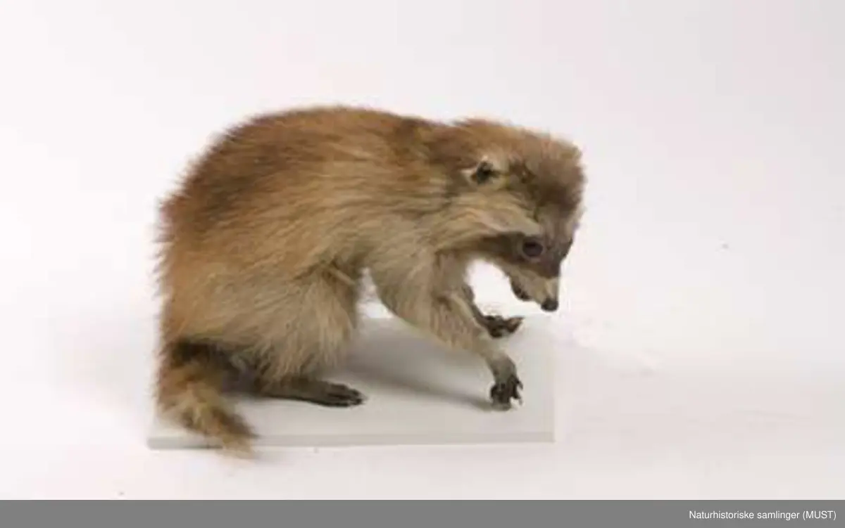 Vaskebjørn - Naturhistoriske samlinger (MUST) / DigitaltMuseum