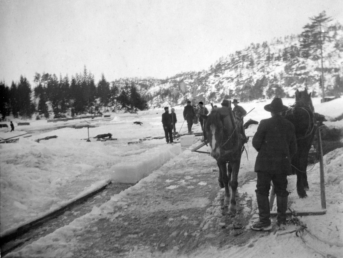Langvann, Kjølebrønd. Menn  og hester i arbeid på Langvann, mars 1906. Is-sjau. Florene deles i blokker og isblokkene trekkes ut av vannet.