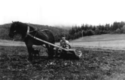Sigmund og Einar Laukvik med Brunen på åkeren