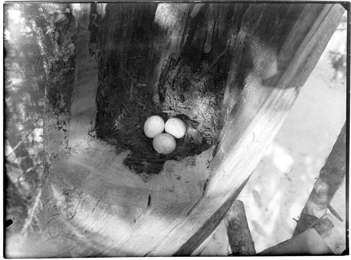 'Slaguggla, bo med 3 ägg, inne i träd. Närbild. ::  :: Ingår i serie med fotonr. 1517-1529.'