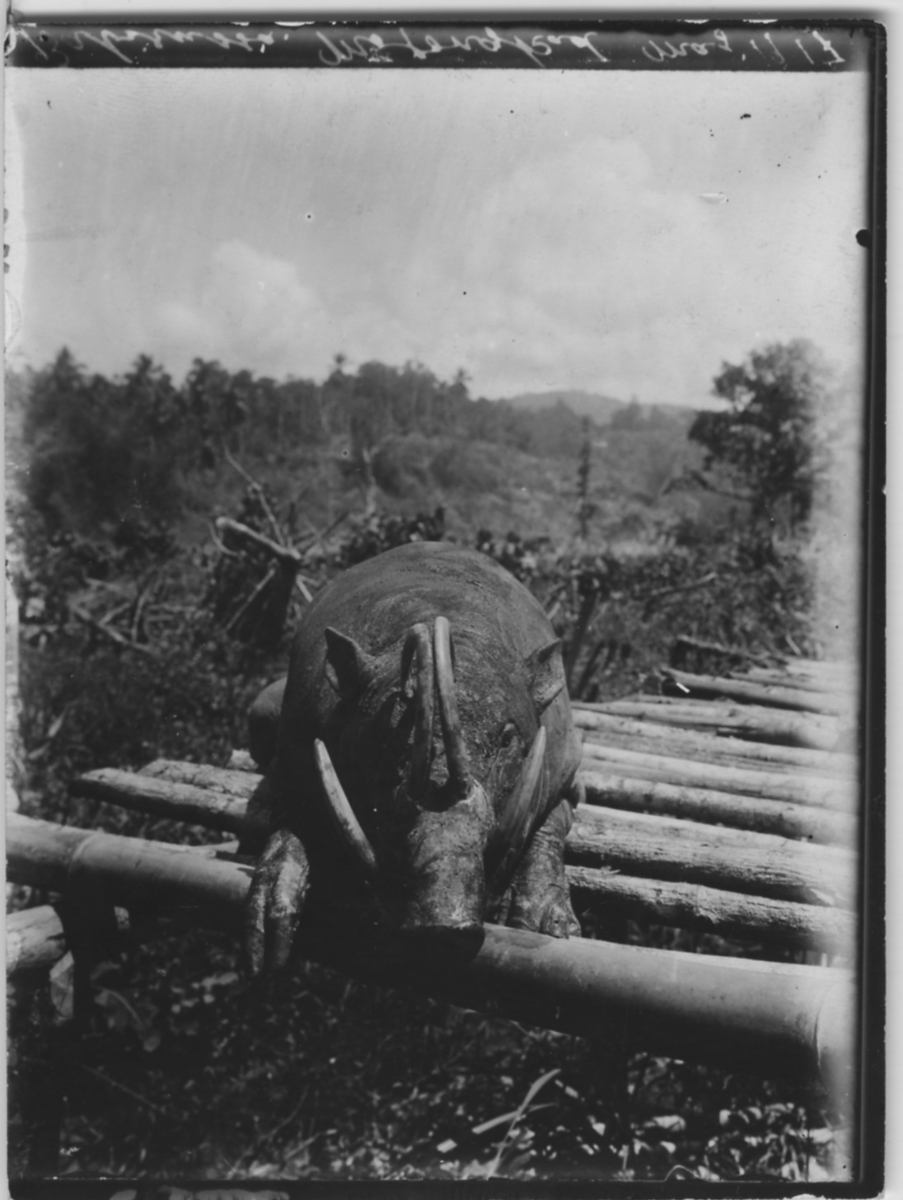 'Fällt hjortsvin sett framifrån, liggande på surrade slanor. :: Hjortsvin som finns monterade på Göteborgs Naturhistoriska museum i grupp med 3 st djur: Ma.ex.926, Ma.ex.927 och Ma.ex.928. ::  :: Ingår i serie med fotonr. 185:1-3.'