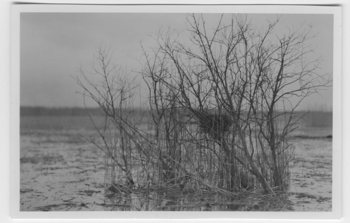 'Bo av kråka, i buske, 1 meter över sjöns vattenyta. ::  :: Se även fotonr. 3361.'