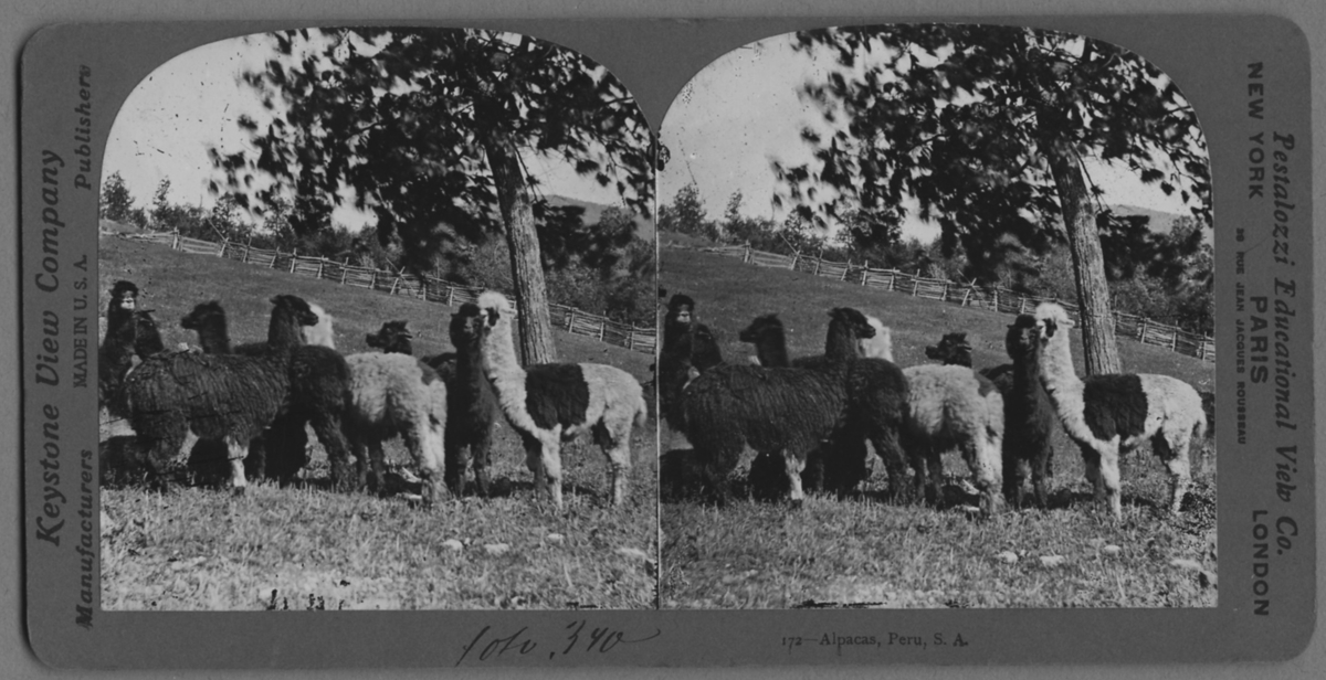 'Alpacka, flock med sju djur, inhägnade. :: ''172-Alpacas, Peru, S.A.'' ::  :: Ingår i serie med fotonr. 315-422.'