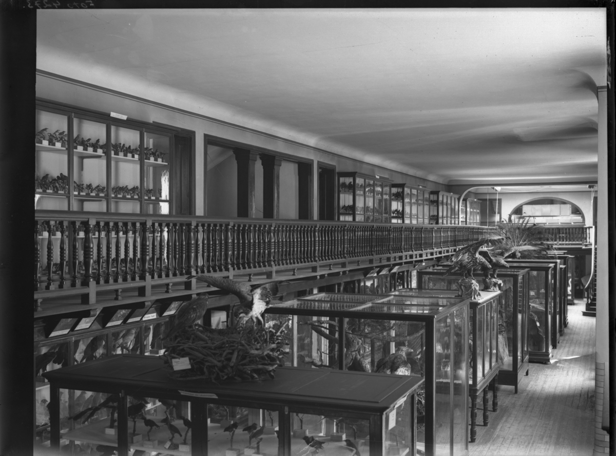 'Interiörer från Zoologiska avdelningen på Göteborgs Naturhistoriska Museum. 1911. ::  :: Montrar fotograferade ovanifrån, med balkong och räcke synligt, på montrarna är även monterade fåglar synliga. Fågelskåp. ::  :: Ingår i serie med fotonr. 4273:1-3.'