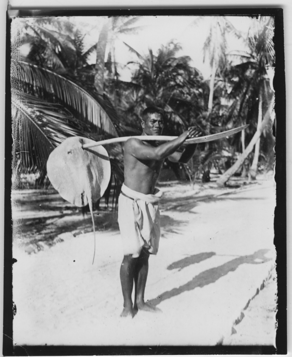 'En man har en stingrocka uppträdd på en pinne, palmer i bakgrunden, bär den över axel. ::  :: Se fotonr. 4349-4351och 4352:1-7.'