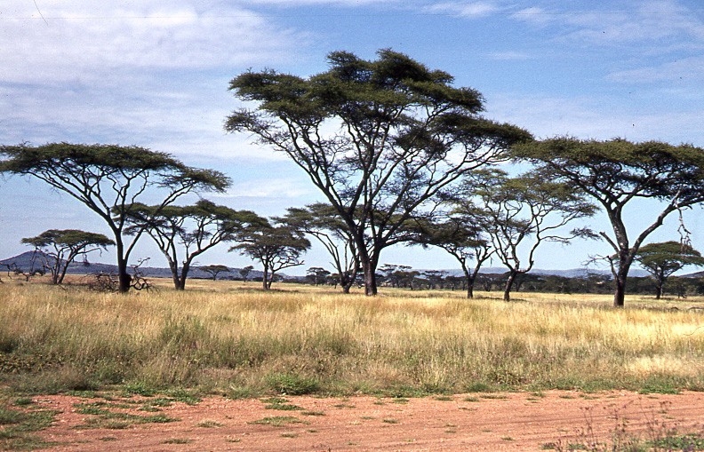 'Vy över savann. ::  :: Fotonr. 5487 består av sammanlagt 287 diabilder där enstaka skannats in. Bildförteckning finns.'