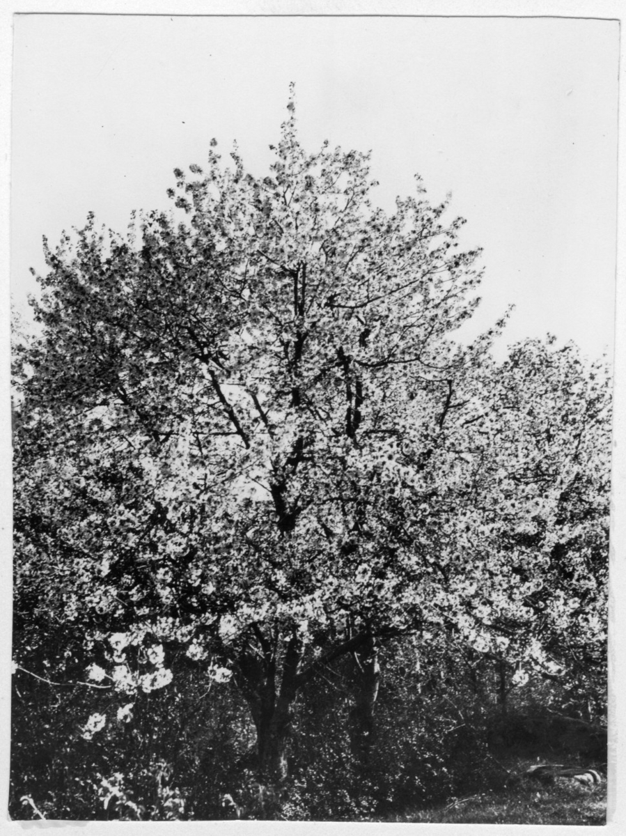 'Bildtext: ''Fågelbärsträd (Prunus avium).'' Närbild på blommande sötkörsbärsträd. ::  :: Fotonr. 7046:213-233 indelade som ''Buskar, blommor m.m.'' i Göteborgs län och Bohus län''.Ingår i serie med fotonr. 7046:1-383, 7047:1-33 och 7048:1-67 med bilder från  Länsjägmästare John Lindners bildarkiv.'