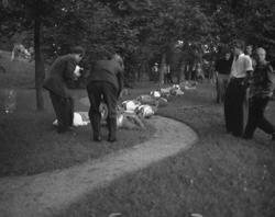 Vardens arkiv. "Sommerfuglen i Brekkeparken" 25.07.1953