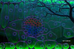 Glassflate som illustrerer bladets anatomi i utstillingen «D