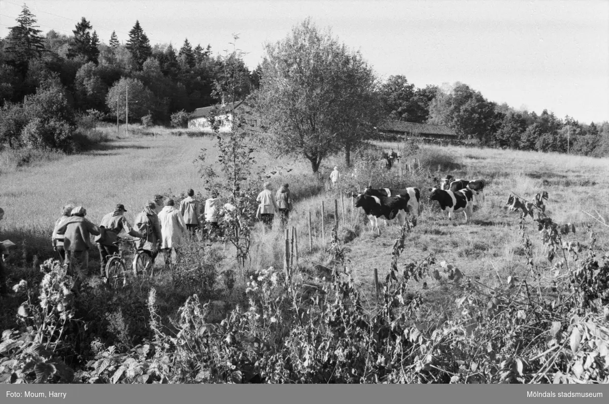 Kållereds hembygdsgille anordnar vandring till Tårås mad i Kållered, år 1983.

För mer information om bilden se under tilläggsinformation.