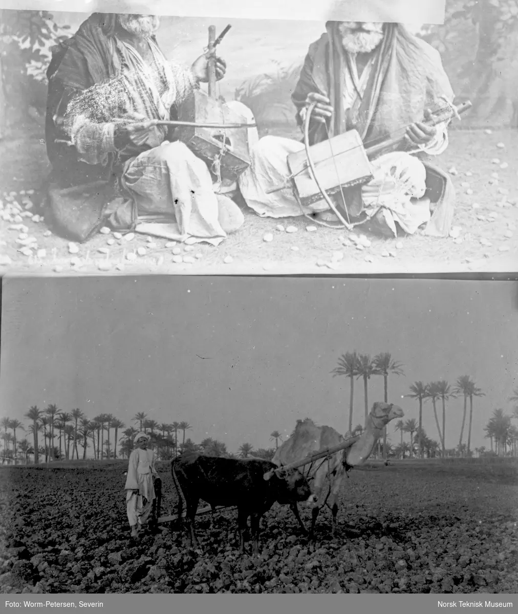 Arabere med kameler