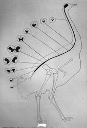 Dr. Magnus (Hjernen)