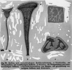 Celler med forskjellig cellekjerneform