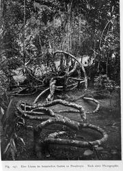 Plantegeografie. Hanna Resvoll-Holmsen 23/3 22.