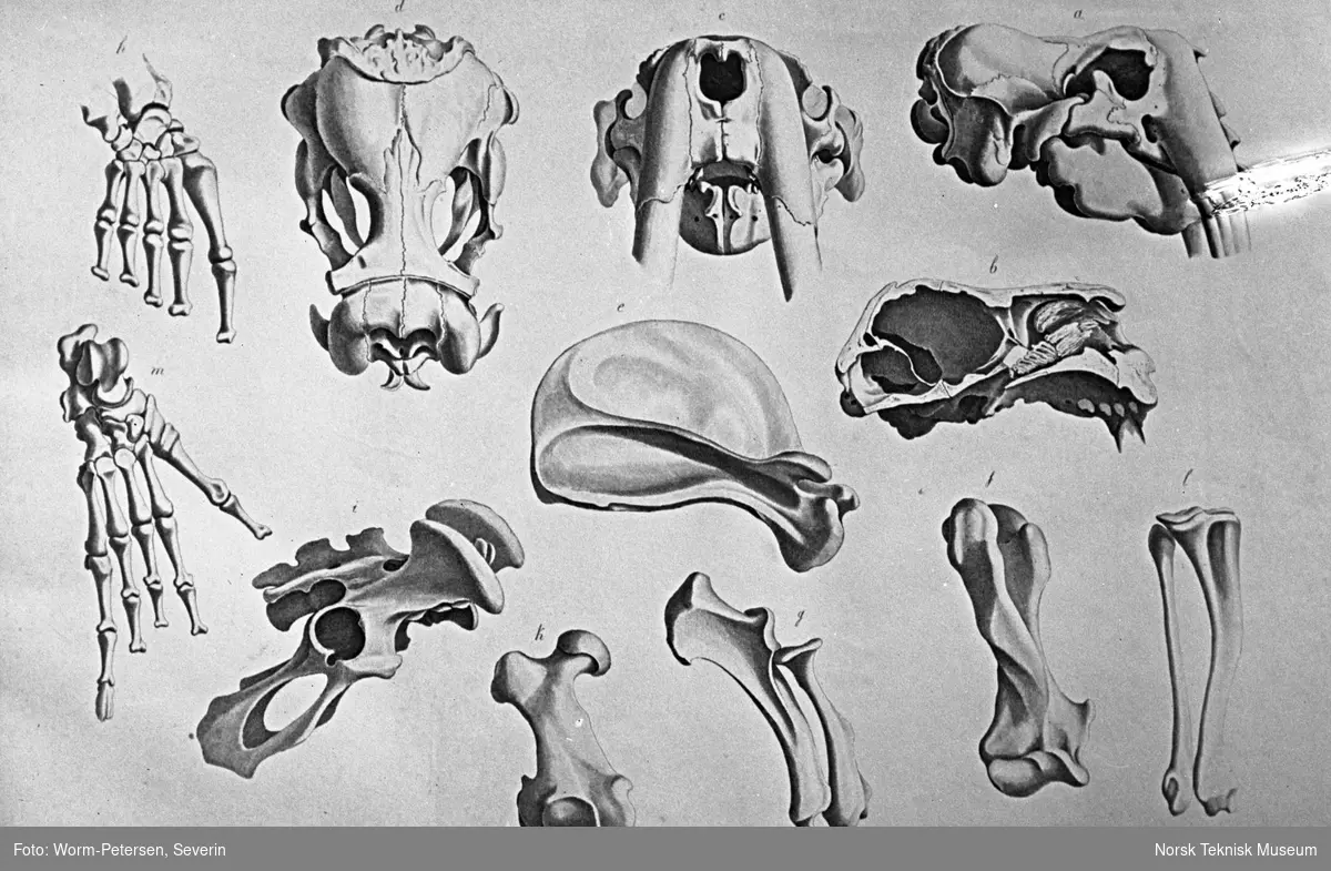 Anatomisk figur, skjelettdeler av hvalross