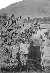 Innhøsting av bær, Guatemala