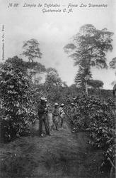 Innhøsting av kaffebønner, Guatemala
