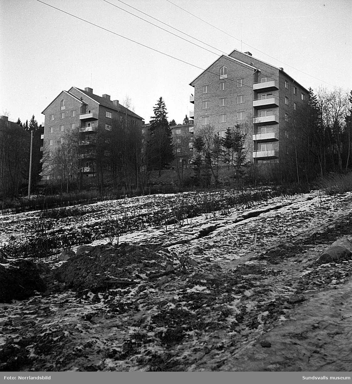 Punkthusen i Busbacken fotograferade söderifrån med växthusen vid Lindvalls handelsträdgård i förgrunden.