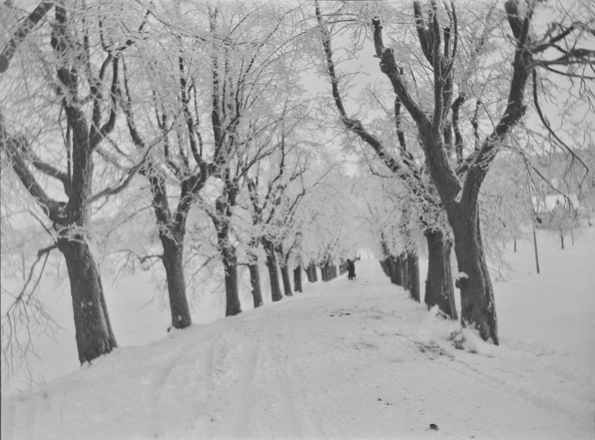 Lindealléen på Linderud gård sett i retning fra hovedhuset. Veien og trærne er dekket av snø og rimfrost. En person med hund sees fra lang avstand i alléen.