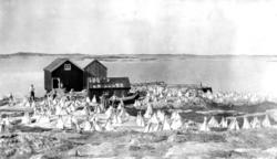 Klippfisktørking på Valøya