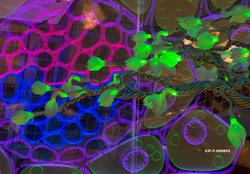 Fra utstillingen «Det fantastiske treet» på Norsk Skogmuseum