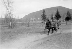 Hingsten "Vardvin". Mann i sulky.