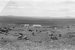 Krekke seter med kyr.