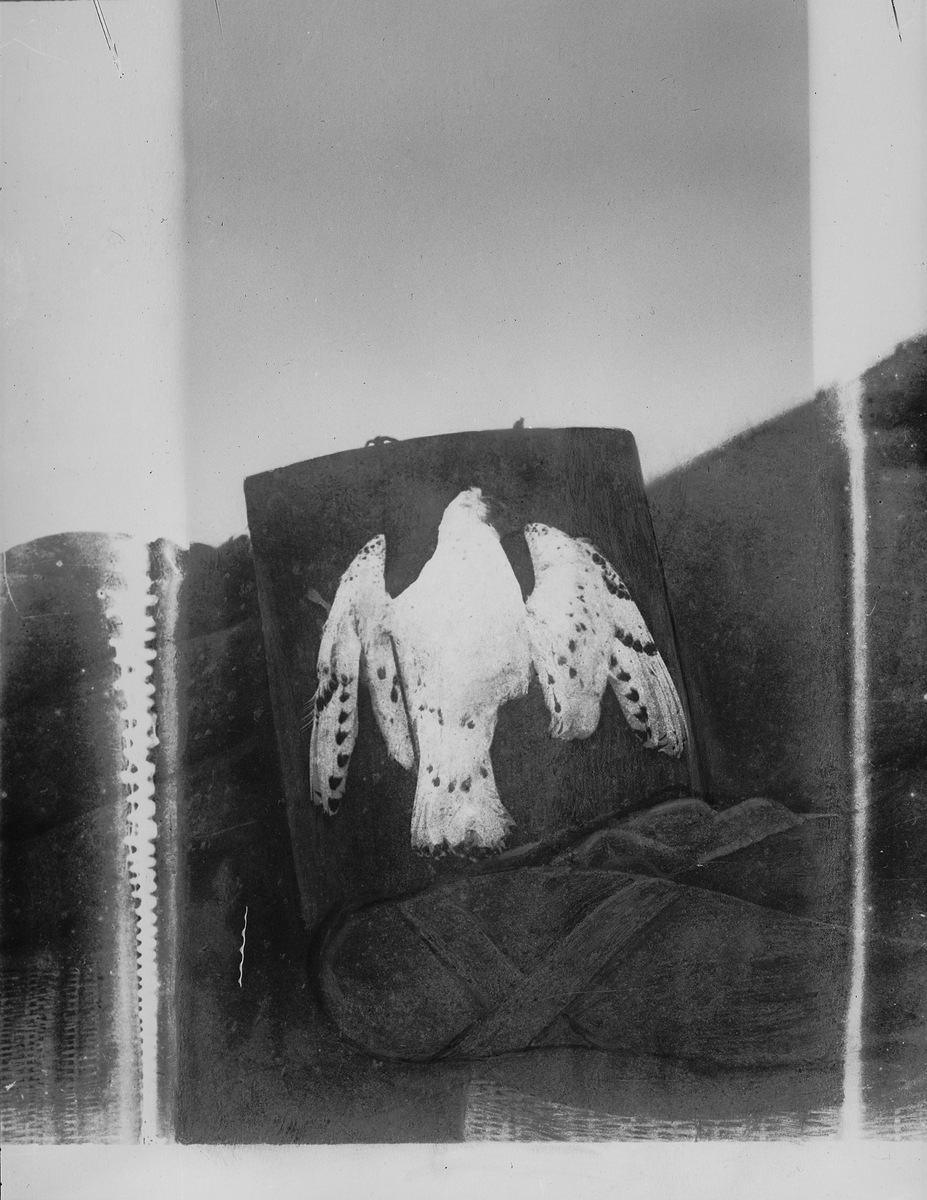 En ismåsunge uppsatt vid tältet. Sannolikt det exemplar, som Andrée sköt den 22 augusti. Framtagning av bilderna gjordes av docent John Hertzberg år 1930 på Fotografi, Tekniska Högskolan. Fotografi, KTH.