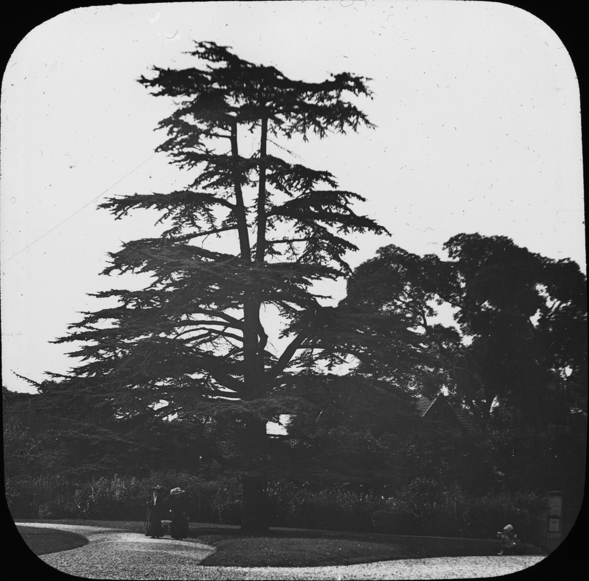 Skioptikonbild med motiv av två kvinnor vid cederträd i parken vid Château La Malmaison.
Bilden har förvarats i kartong märkt: Höstresan 1910. Vierland 2. Paris 7. N:1. Text på bild: "Ceder vid La Malmaison".