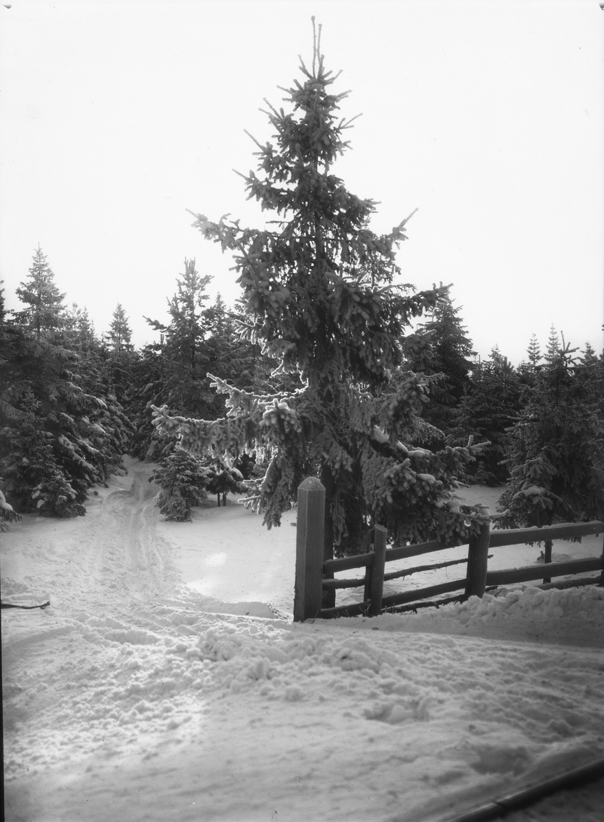 Diapostiv, fönsterbild med motiv från Hedemora, möjligen från Älvdalen. Snötäckt skogsstig, förbi gärdsgård.