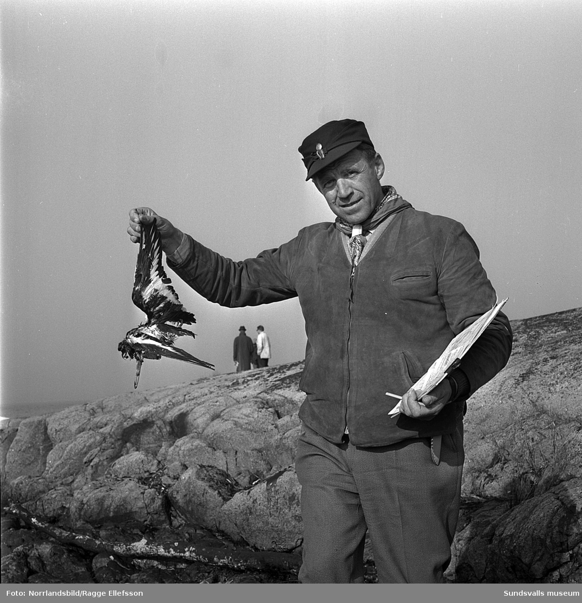 Kartläggning av oljeskadorna vid Medelpadskusten efter den norska oljetankern Gogstad som strandade och bröts sönder vid Bremö kalv den 1 december 1964.