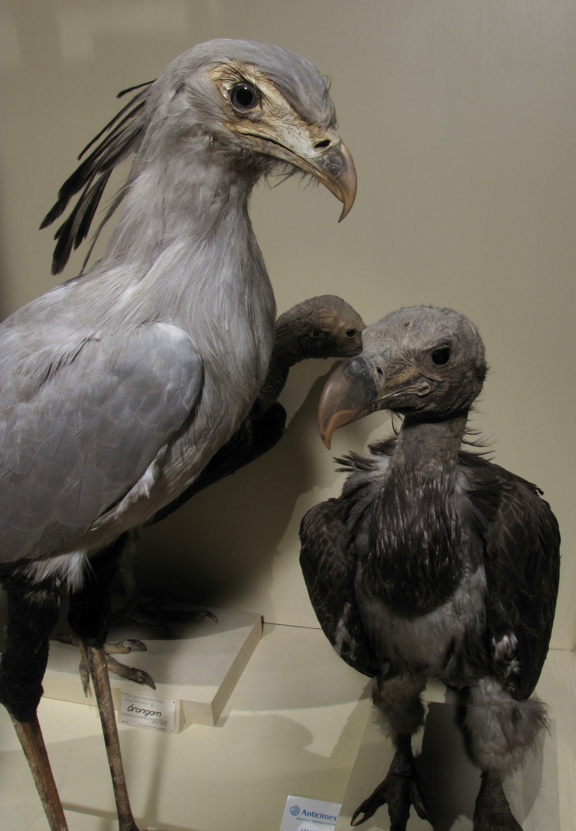 Vänersborgs museum. Afrikanska fågelsalen. Sekreterarfågel och gam.