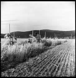 Driftsbilde fra landbruk. Prøvefelt, Krødsherad.