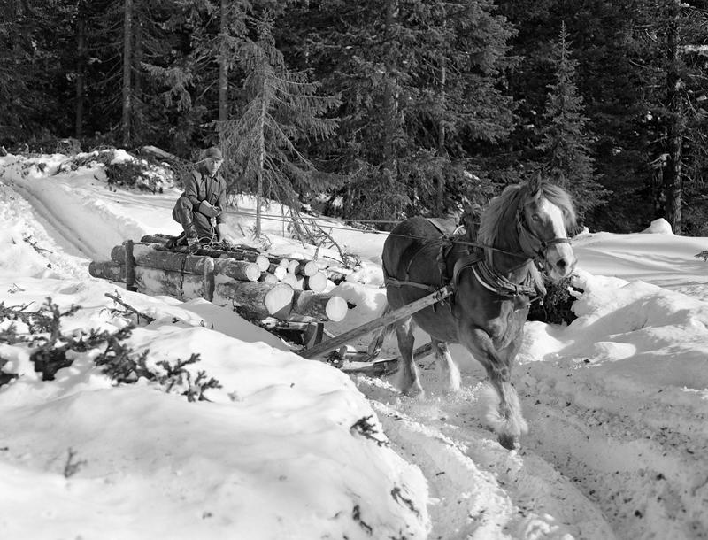 Hest kjører tømmerlass i en snøfylt skog. En mann sitter oppå tømmerlasset.