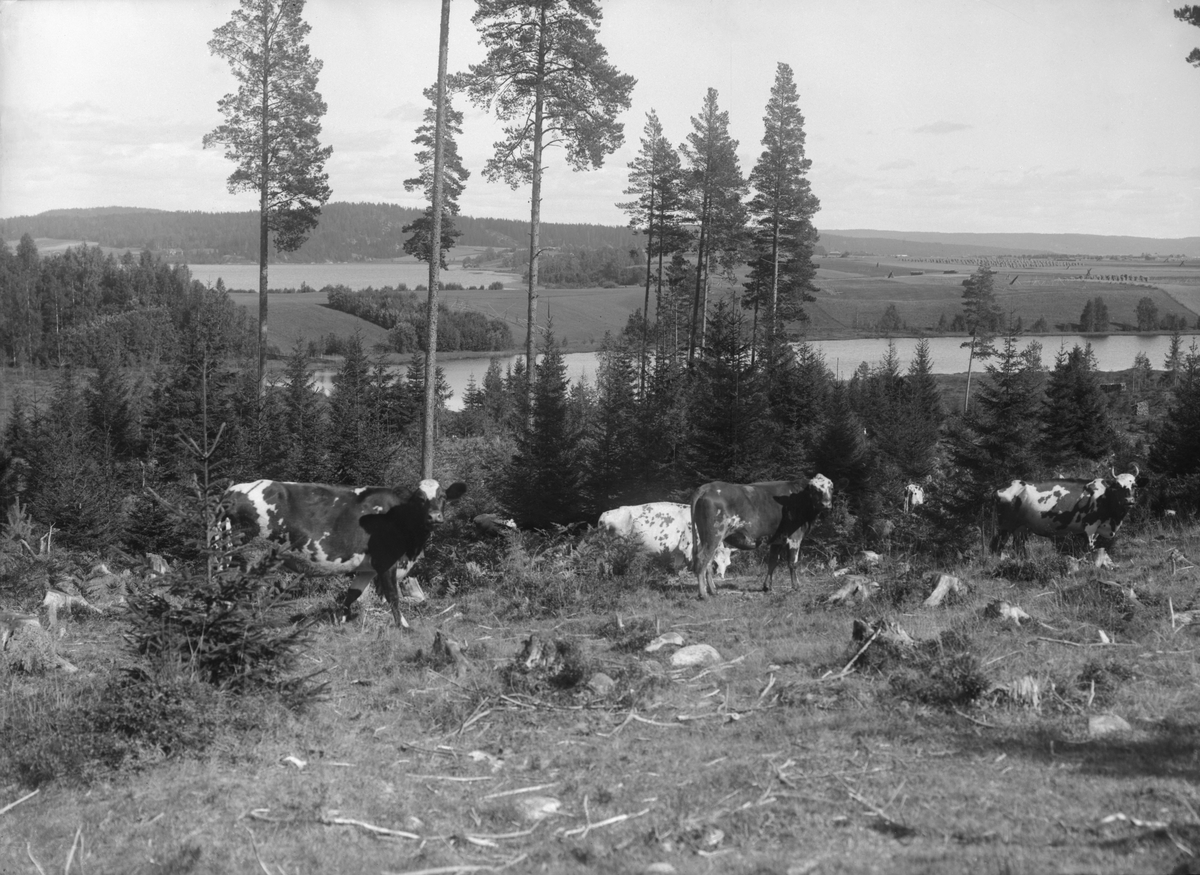 Kor betar på ett fall i Hedemora socken i Dalarna. I bakgrunden skymtar sjön Viggen.