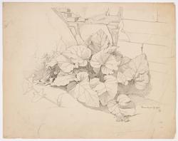 Plantestudie [Tegning]