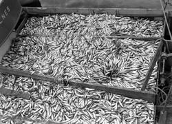 Sildesnurper i Kobbskjærbukta i Børsaberga