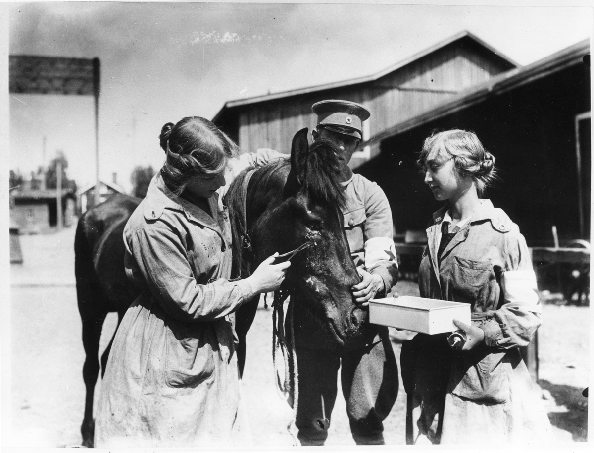 Kvinna undersöker häst med skadat öga, Finlandsambulansen, hästar i inhägnad utanför byggnad 1918
