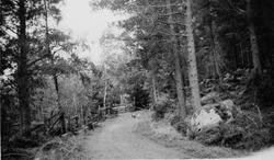 Gammelveien på Bjerkestrand.  Bilde fra fotoinnsamlinga i Fr