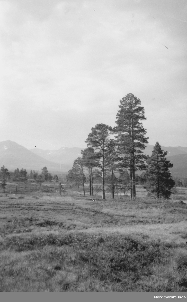 Landskapsbilde fra en skog, trolig i Sunndal kommune. Datering er ikke kjent, men kan muligens være fra tiden omkring 1930 til 1960. Fra Nordmøre museums fotosamlinger.
