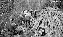 Tømmermåling på Borgerud, en eiendom på Sokna i Norderhov på